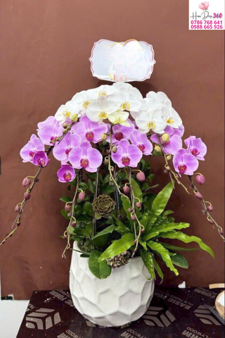 hoa lan hồ điệp