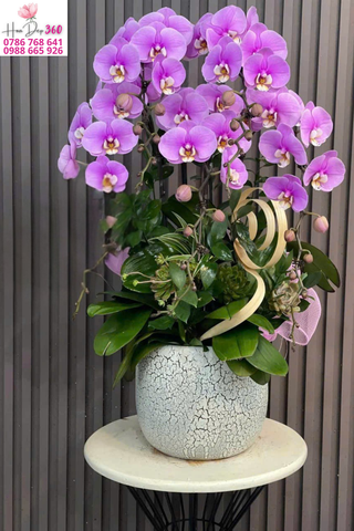 hoa lan hồ điệp