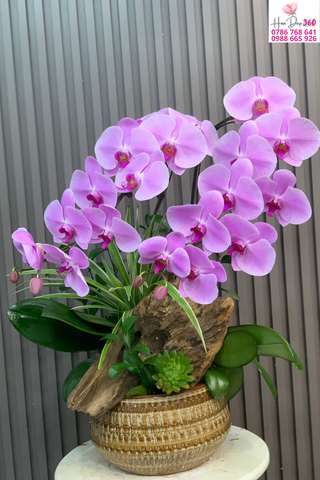 hoa lan hồ điệp