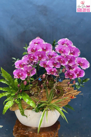 hoa lan hồ điệp